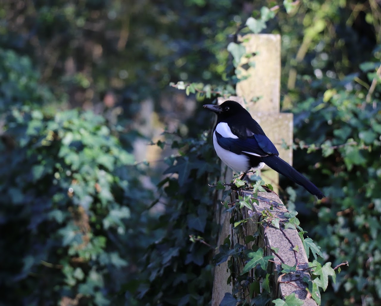 A magpie perched among leafy greenery